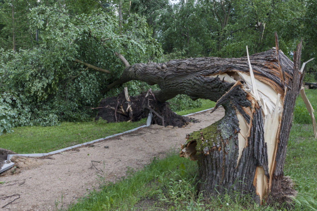 Tree Care Company