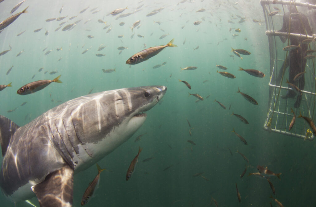 oahu shark cage