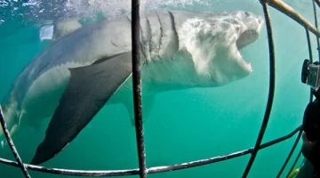 Learn the Thrill of Oahu Shark Cage Diving Using These Safety Guidelines