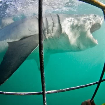 Learn the Thrill of Oahu Shark Cage Diving Using These Safety Guidelines