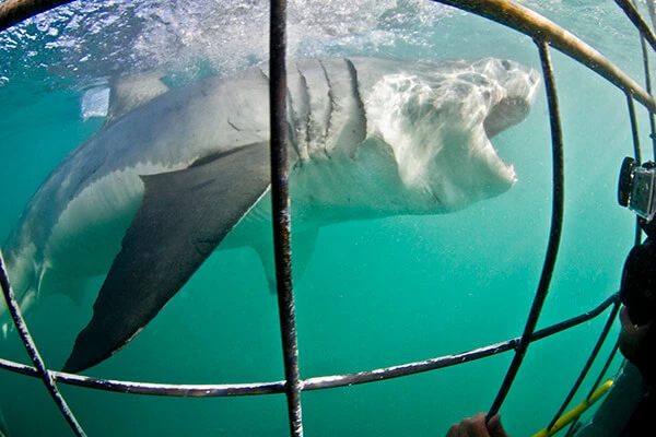 Learn the Thrill of Oahu Shark Cage Diving Using These Safety Guidelines